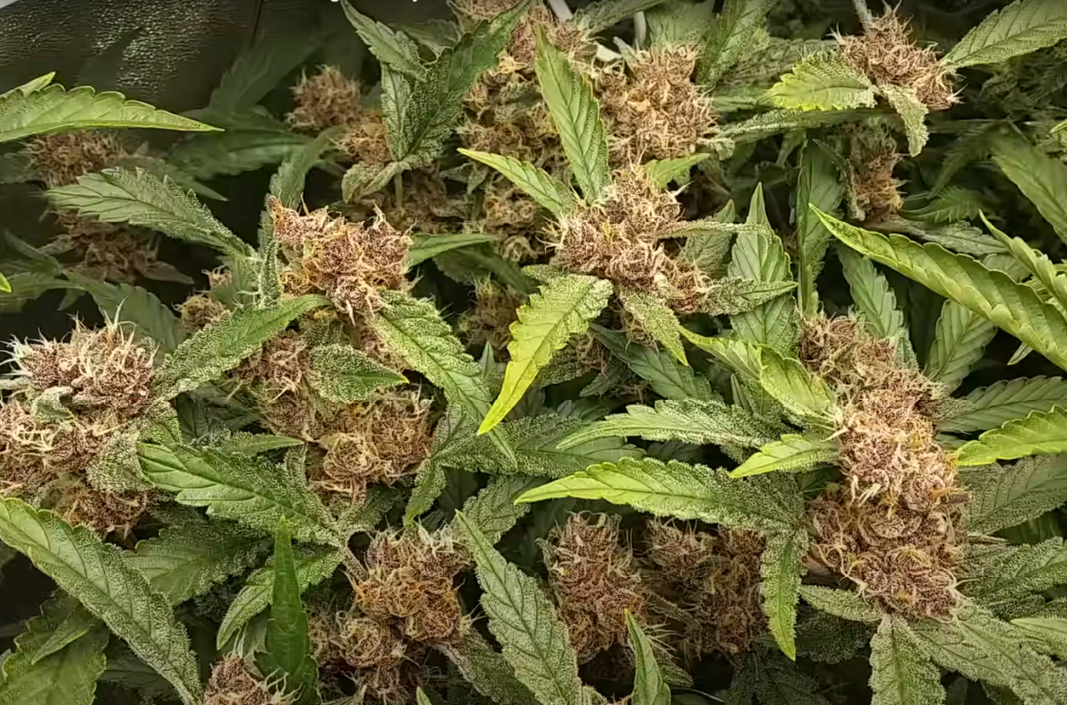 auto flowering plant